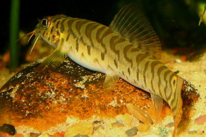 Acanthocobitis urophthalmus