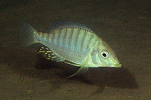 lethrinops altus