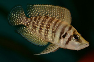 Alticorpus profundicola