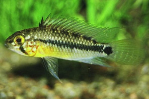 Apistogramma acrensis