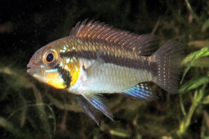 Apistogramma staecki