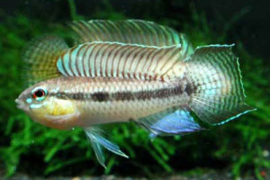 Apistogramma uaupesi