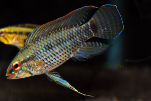 Apistogramma velifera