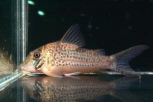 Corydoras areio