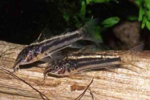 Aspidoras virgulatus