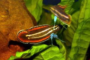 Parosphromenus anjunganensis