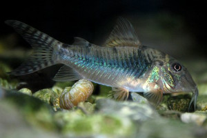 Corydoras aurofrenatus