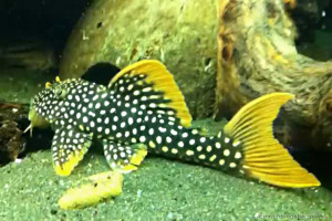 Scobinancistrus aureatus