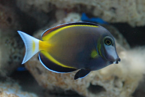 Acanthurus japonicus