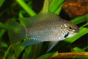 Apistogramma urteagai