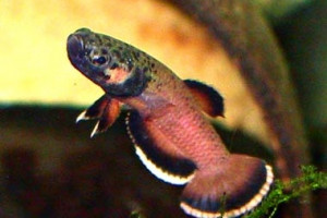 Betta albimarginata