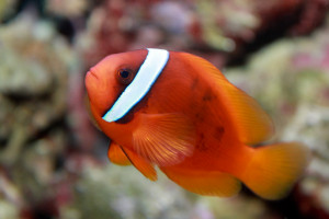 Amphiprion frenatus