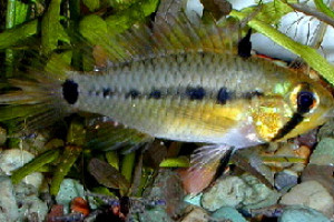 Apistogramma resticulosa