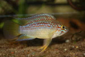 Apistogramma wapisana