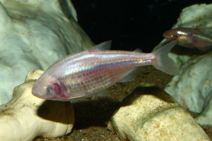 Astyanax mexicanus