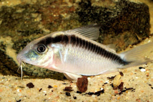 Corydoras arcuatus