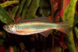 Devario assamensis