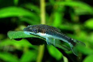 Otocinclus bororo