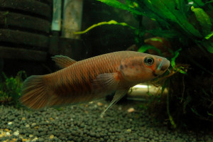 Betta patoti