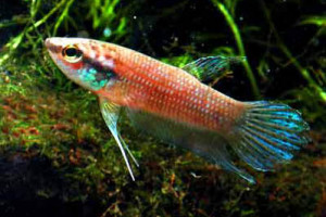 Betta pulchra