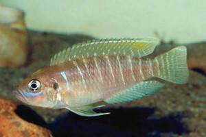 Neolamprologus brevis