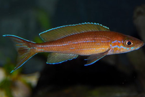 Paracyprichromis brieni