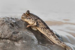 Periophthalmus barbarus