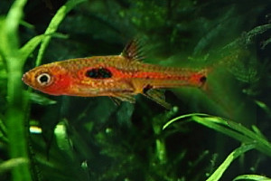 Boraras merah