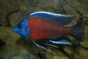 Copadichromis borleyi