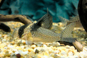 Corydoras brevirostris