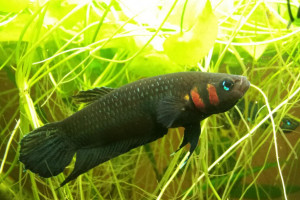 Betta strohi