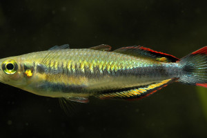 Bedotia madagascariensis