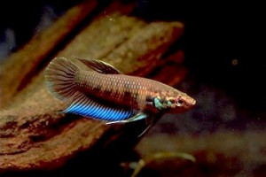 Betta krataios