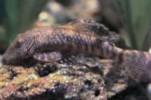 Chaetostoma brevilabiatum