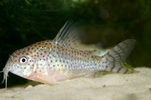 Corydoras cruziensis