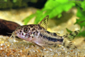 Corydoras diphyes