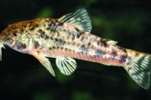 Corydoras gladysae