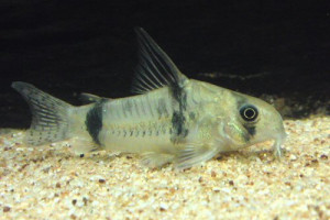 Corydoras reynoldsi