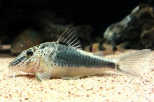 Corydoras semiaquilus