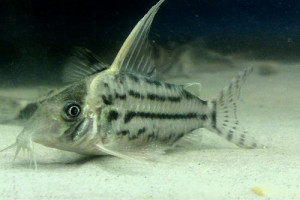 Corydoras pulcher