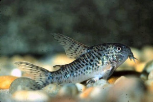 Corydoras steindachneri