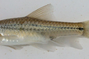 Barbus viviparus