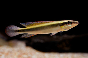 Crenicichla notophthalmus