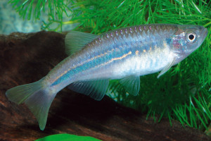 Devario chrysotaeniatus