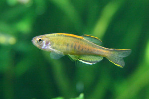 Danio choprai