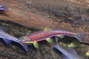 Notropis chlorocephalus 