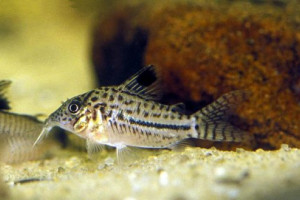 Corydoras gomezi