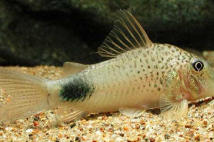 Corydoras ourastigma