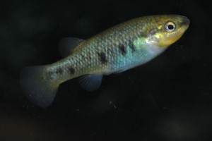 Characodon lateralis