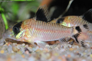 Corydoras condiscipulus